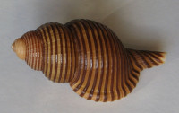 Linatella succincta 2)  (Linné, 1771)   